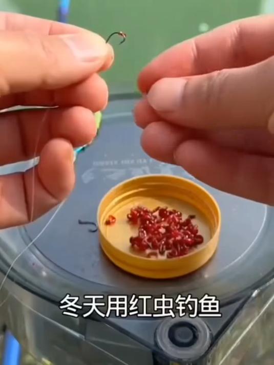红虫垂钓实用神器！台钓传统钓都适用，挂钩牢固操作轻松