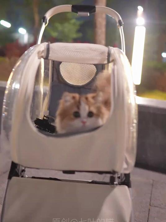 小猫尾巴比猫还大!遛猫名场面萌翻,吸猫党抵挡不住这可爱暴击