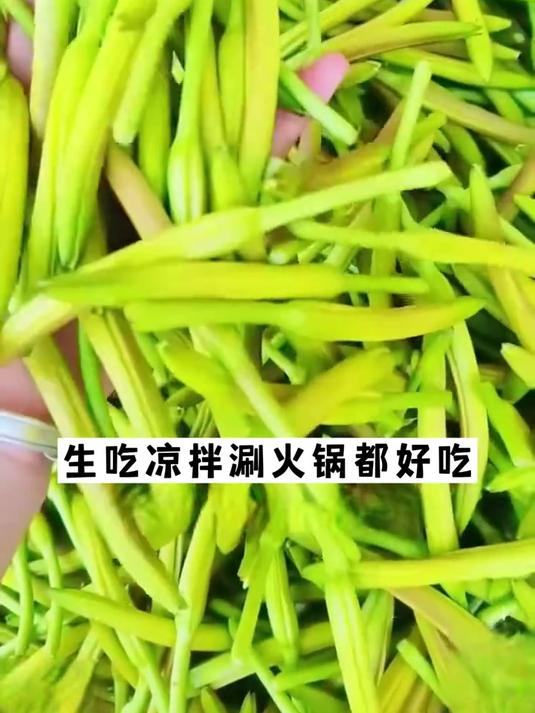 黄花菜现在正是种的季节,耐寒好种营养高,可多茬采收