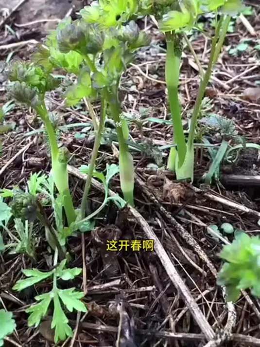 猫爪子山野菜,种植超简单!撒籽就长,美味吃不完