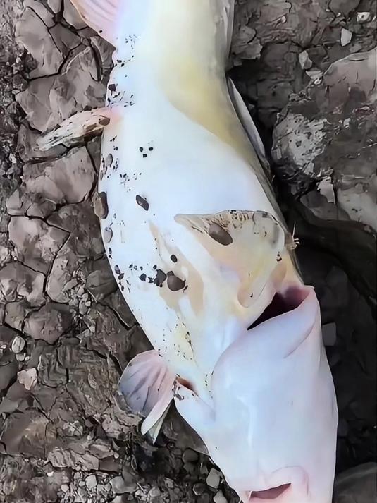简单分享科普十三种淡水无鳞鱼！