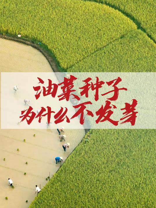 油菜种子为什么不发芽？