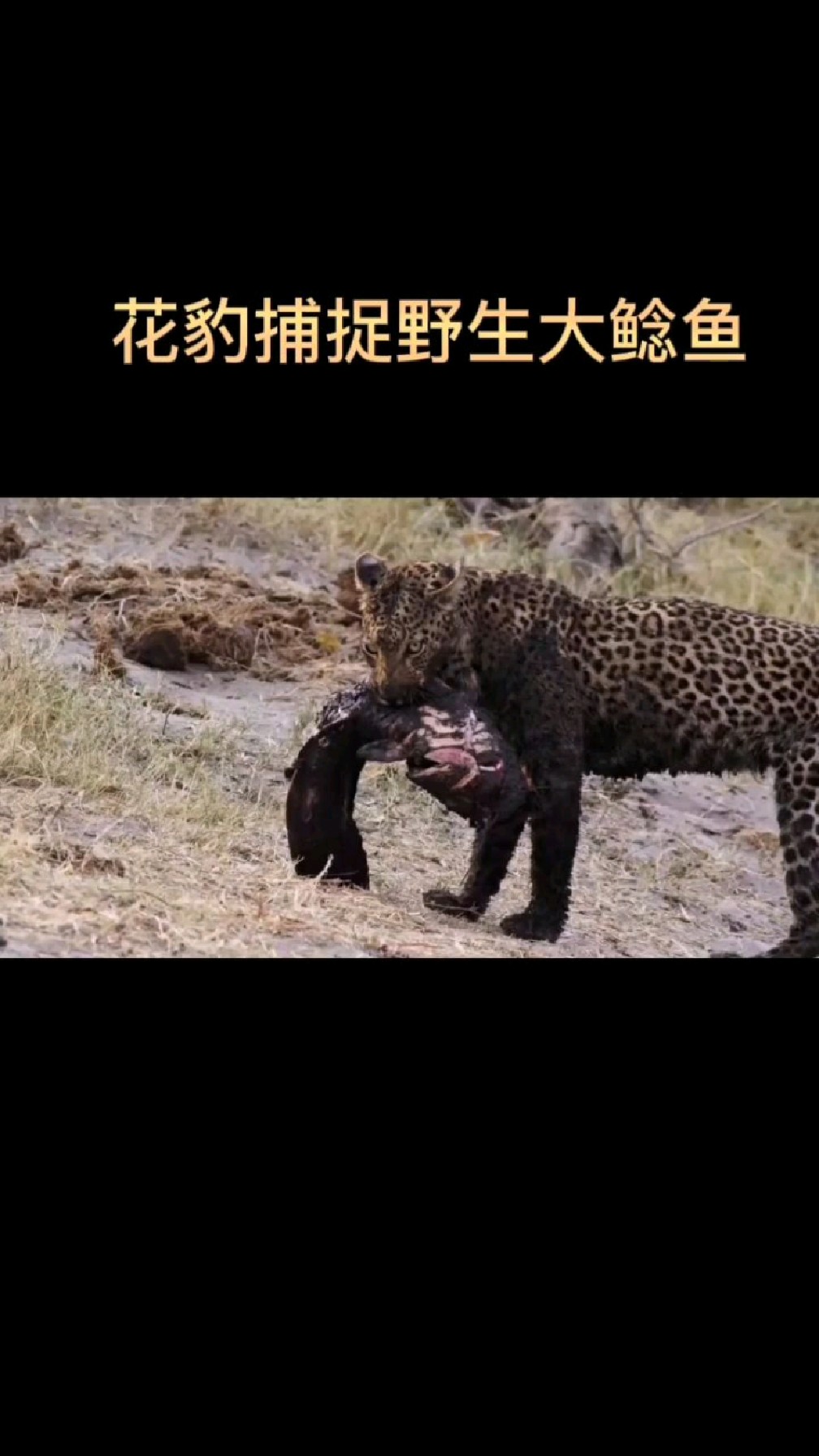 花豹捕捉大鲶鱼,鲶鱼奋力反抗,这场面难得一见!
