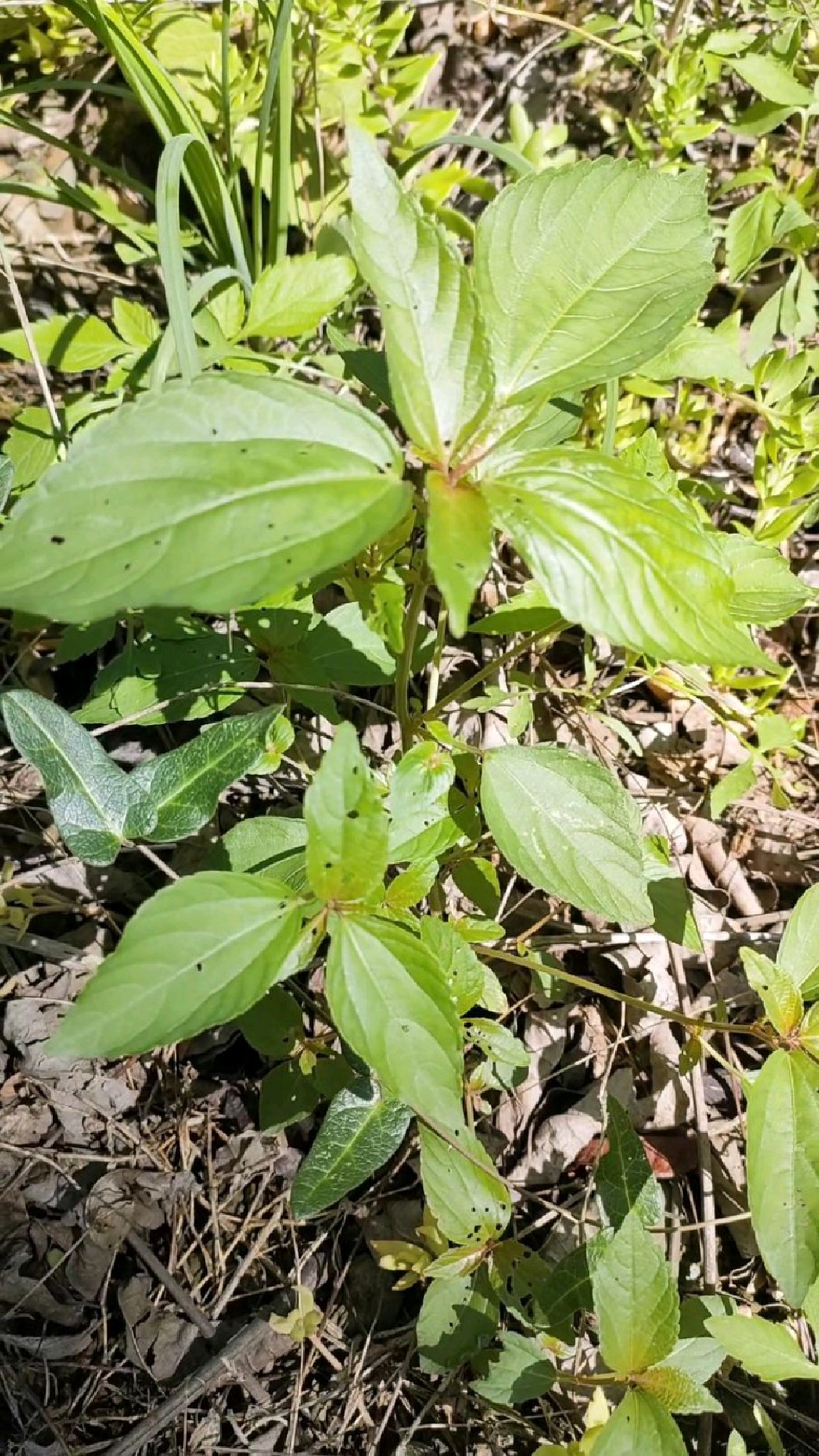 铁苋菜竟然是国家三类新药苋菜黄连素胶囊的主要原料,外号“血见愁”