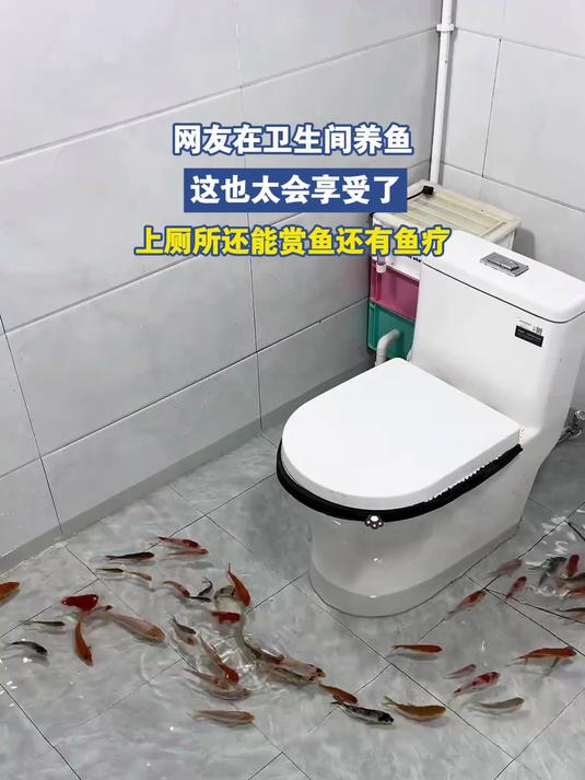 网友在卫生间养鱼,这也太会享受了,上厕所还能赏鱼还有鱼疗