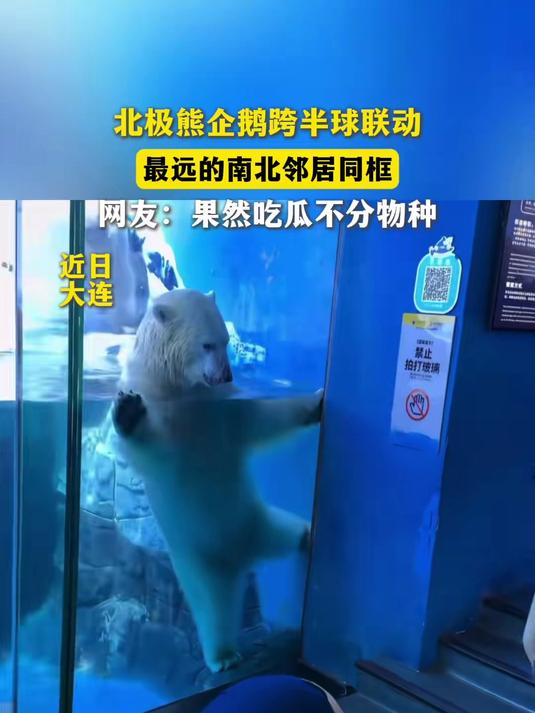 北极的熊,遇见南极的企鹅,网友:吃瓜不分物种