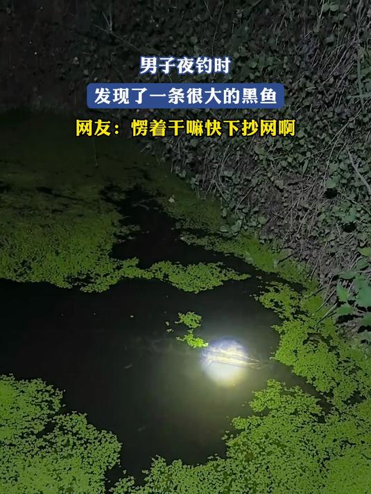男子夜钓时,发现了一条很大的黑鱼,网友:愣着干嘛快下抄网啊