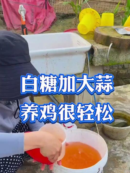 生态散养土鸡有啥秘诀？养鸡小妙招，这些技术超实用