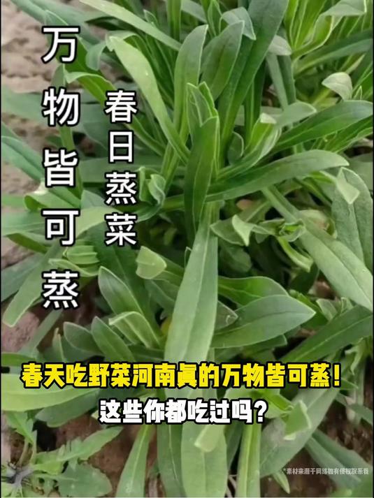 春天吃野菜，河南真的万物皆可蒸！这些你都吃过吗？#花满春城我代言#