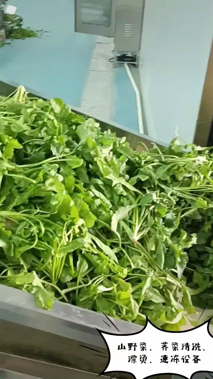 荠菜速冻加工设备,清洗、漂烫、冷却流水线,提高效率,为速冻水饺等行业带来好处