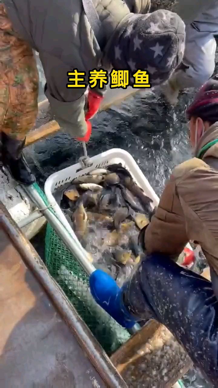 鲫鱼套养方案