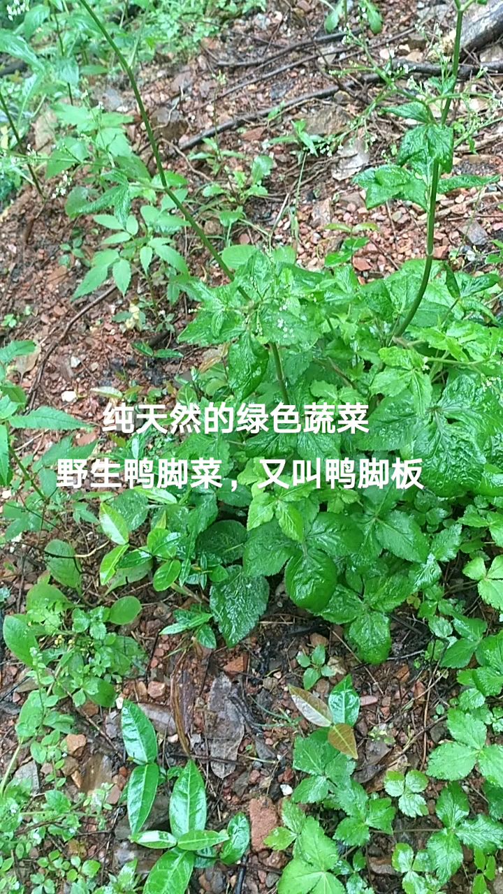 野生鸭脚菜,又叫鸭脚板,纯天然的绿色蔬菜,营养丰富很美味哦