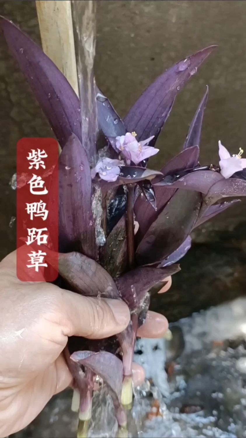 鸭跖草你认识,但紫色鸭跖草可不一定认识,有经验的老农都当作宝