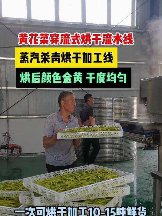 黄花菜烘干机 杀青烘干一体机 网带干燥设备
