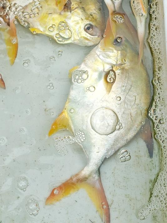 金鲳看体色,鉴别野生养殖,不可靠