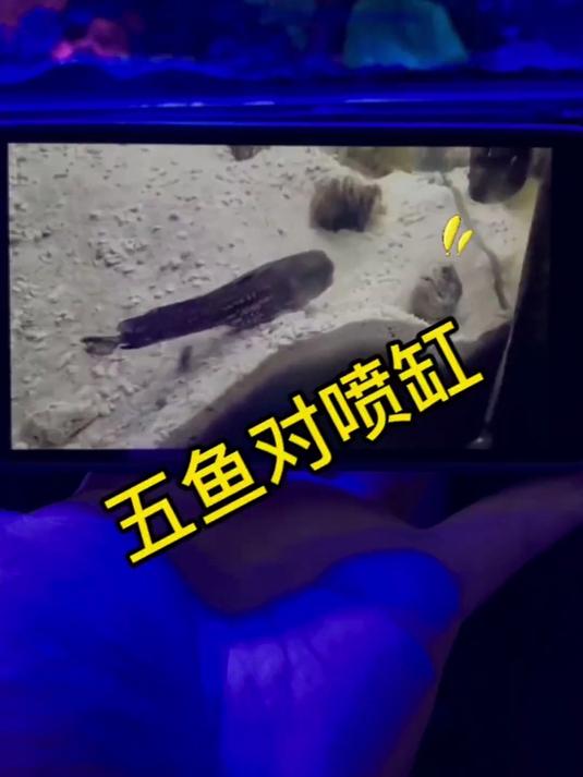 五条鱼对着喷是种什么体验……