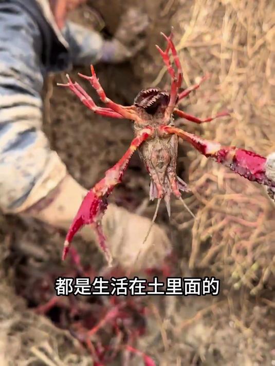 我就好奇这生长在泥土里的小龙虾，肚子里都是什么呀？