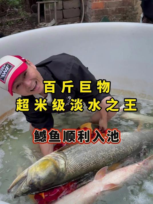 淡水之王，百斤超米级鳡鱼顺利入池，能否挺过黄金24小时？