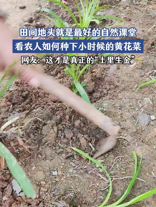 田间地头就是最好的自然课堂,看农人如何种下小时候的黄花菜