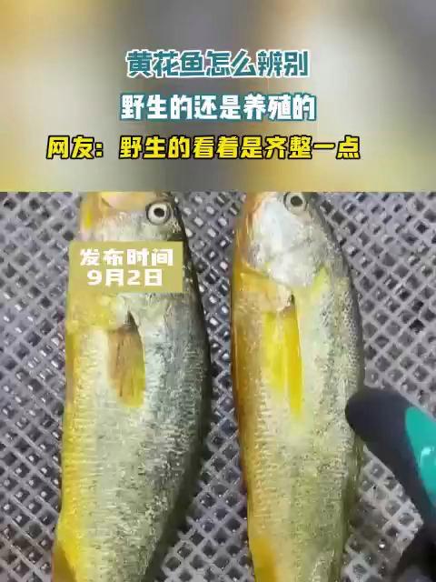 黄花鱼怎么辨别野生的还是养殖的