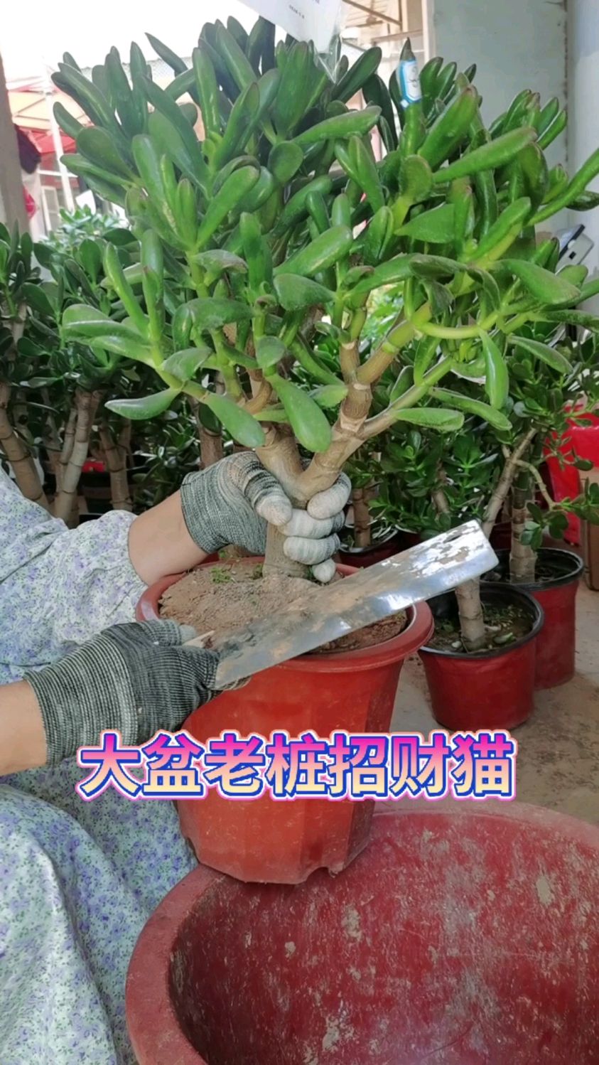 招财猫老桩多肉