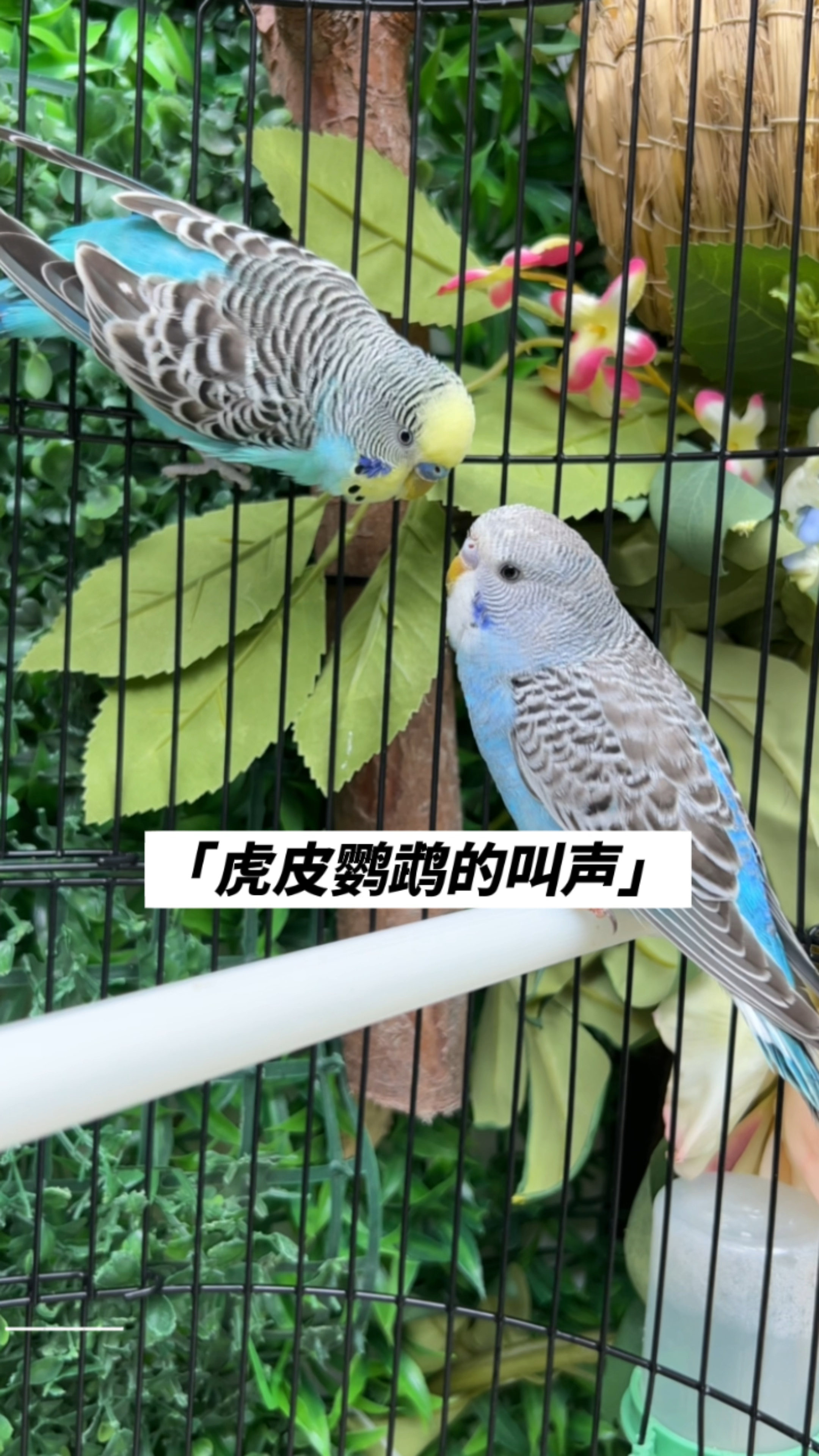 虎皮鹦鹉的叫声,你知道他们说什么?为什么打架吗?