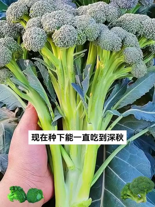 西兰苔种植简单,比菜苔更好吃