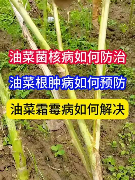 油菜常见病害咋防治?菌核病、根肿病、霜霉病全搞定