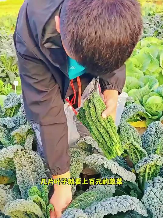   手把手蔬菜栽培指南，瓜果青菜种植技巧，小院私家菜园必备藏书