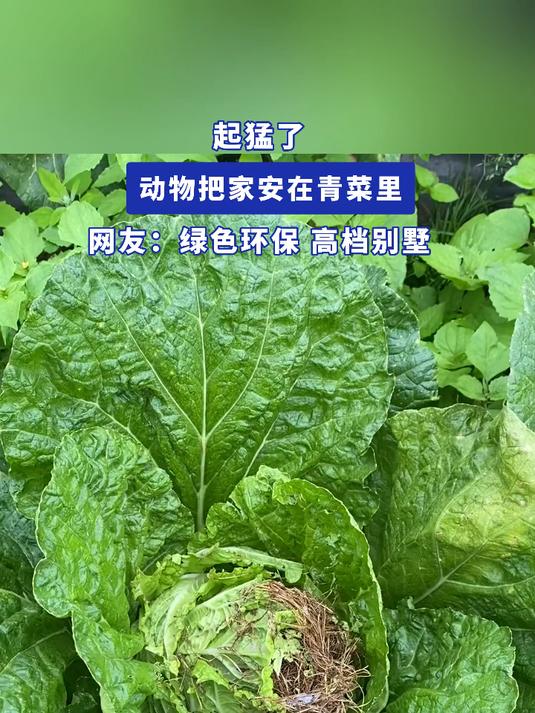 起猛了,动物把家安在青菜里,网友:绿色环保,高档别墅