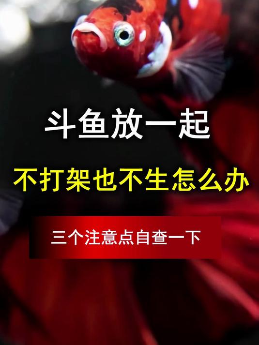 斗鱼放一起,不打架也不生怎么办,这三个注意点自查一下