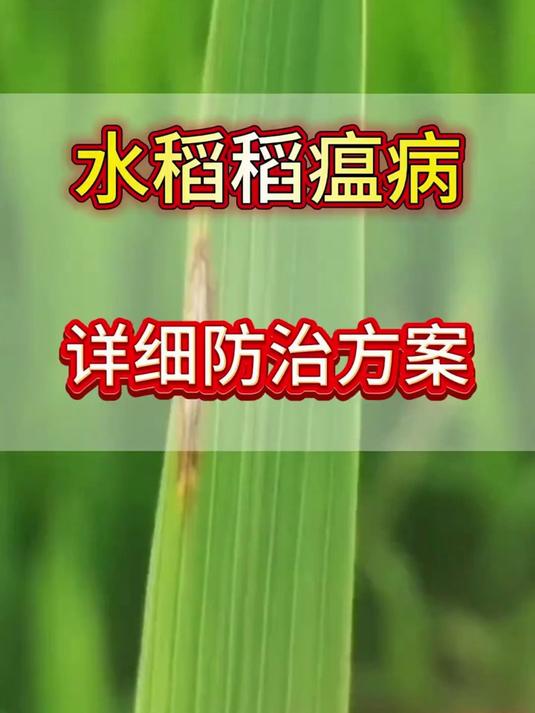 水稻种不好?稻瘟病咋防治?这套具体方案给你讲明白