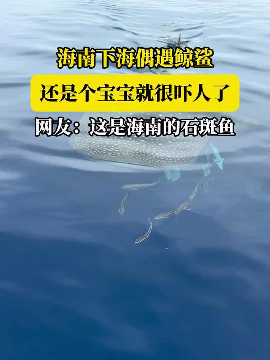 海南下海偶遇鲸鲨,还是个宝宝就很吓人了,网友:这是海南的石斑鱼