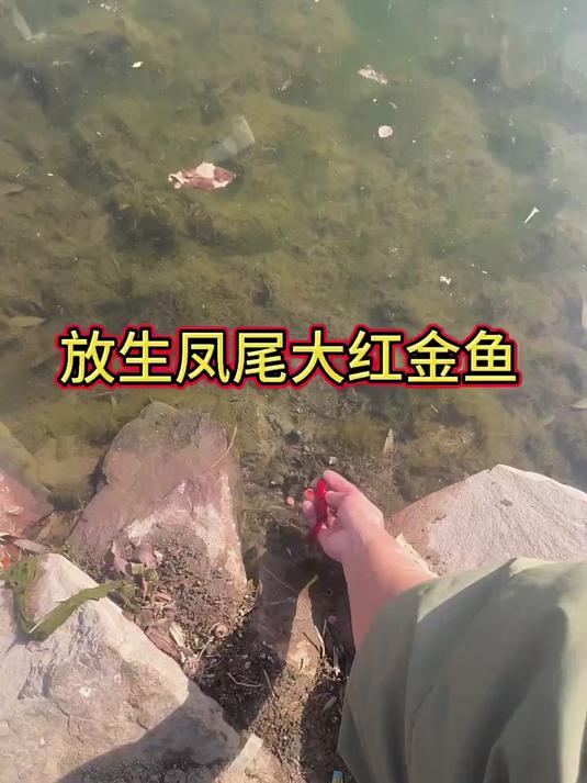 放生凤尾大红金鱼
