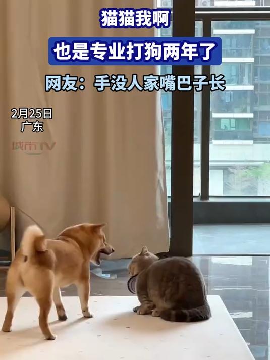 猫猫我啊,也是专业打狗两年了,网友:手没人家嘴巴子长