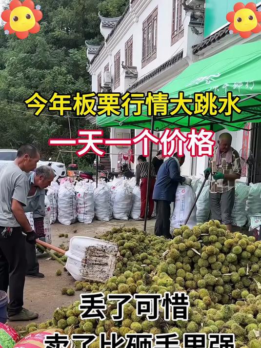 厨房百搭食材!生板栗:煮糖水、做栗子泥、炖排骨