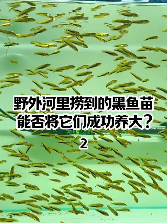 #寒假伴学计划#到家三天时间 几百条野生小奶黑全部开口！距离成为大老黑又近了一步！