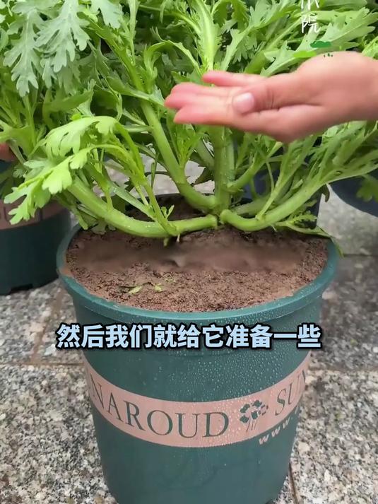 精选中叶茼蒿种子,生长快、口感佳,值得拥有