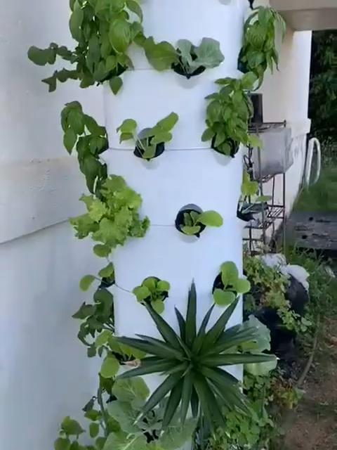 可以种植多种蔬菜的水培立柱系统