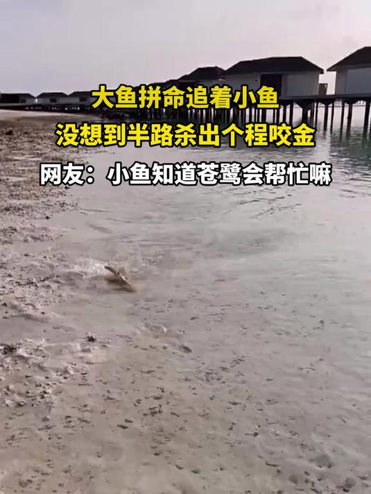 大鱼拼命追着小鱼,没想到半路杀出个程咬金