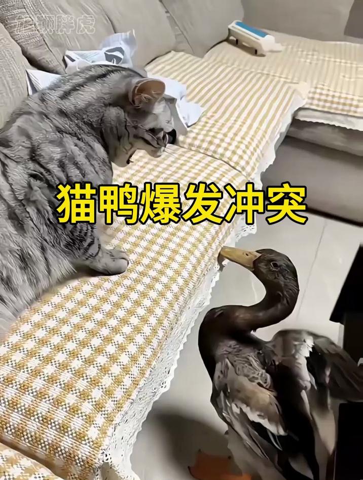 猫咪欺鸭太甚，结果被鸭子反杀