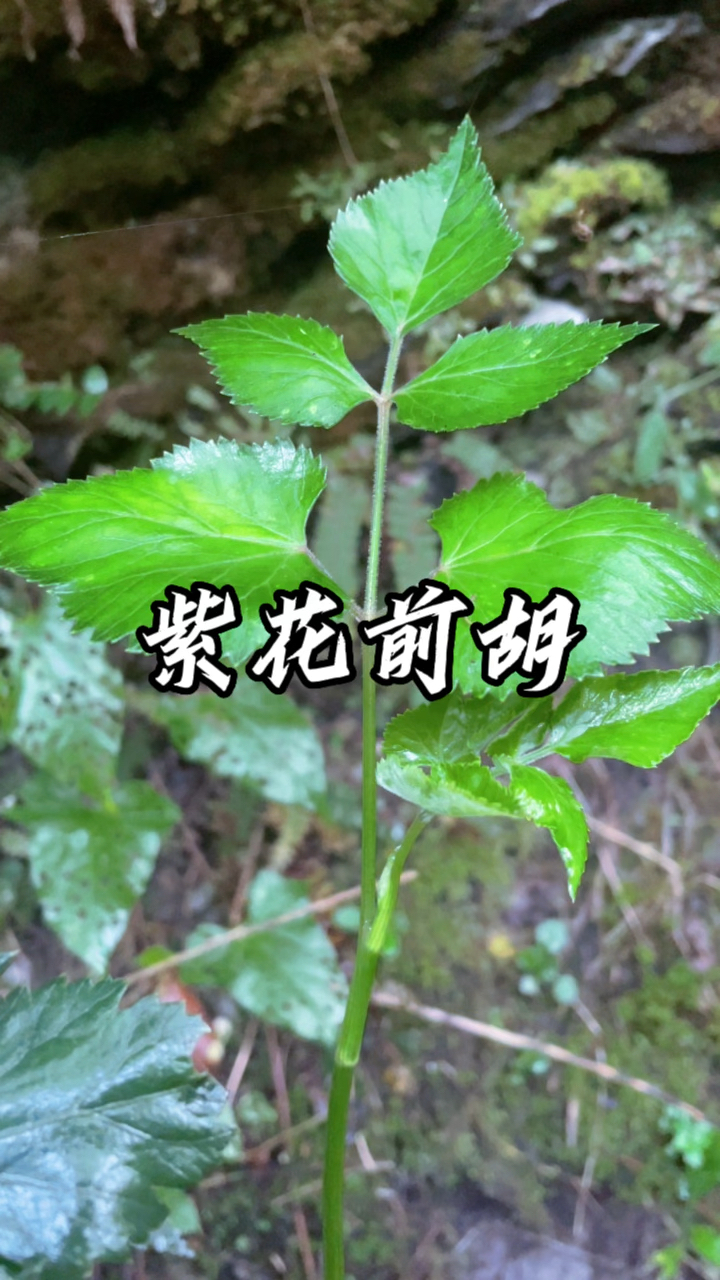 如果你的家乡有这种植物,那你一定要认识一下,他就是紫花前胡,