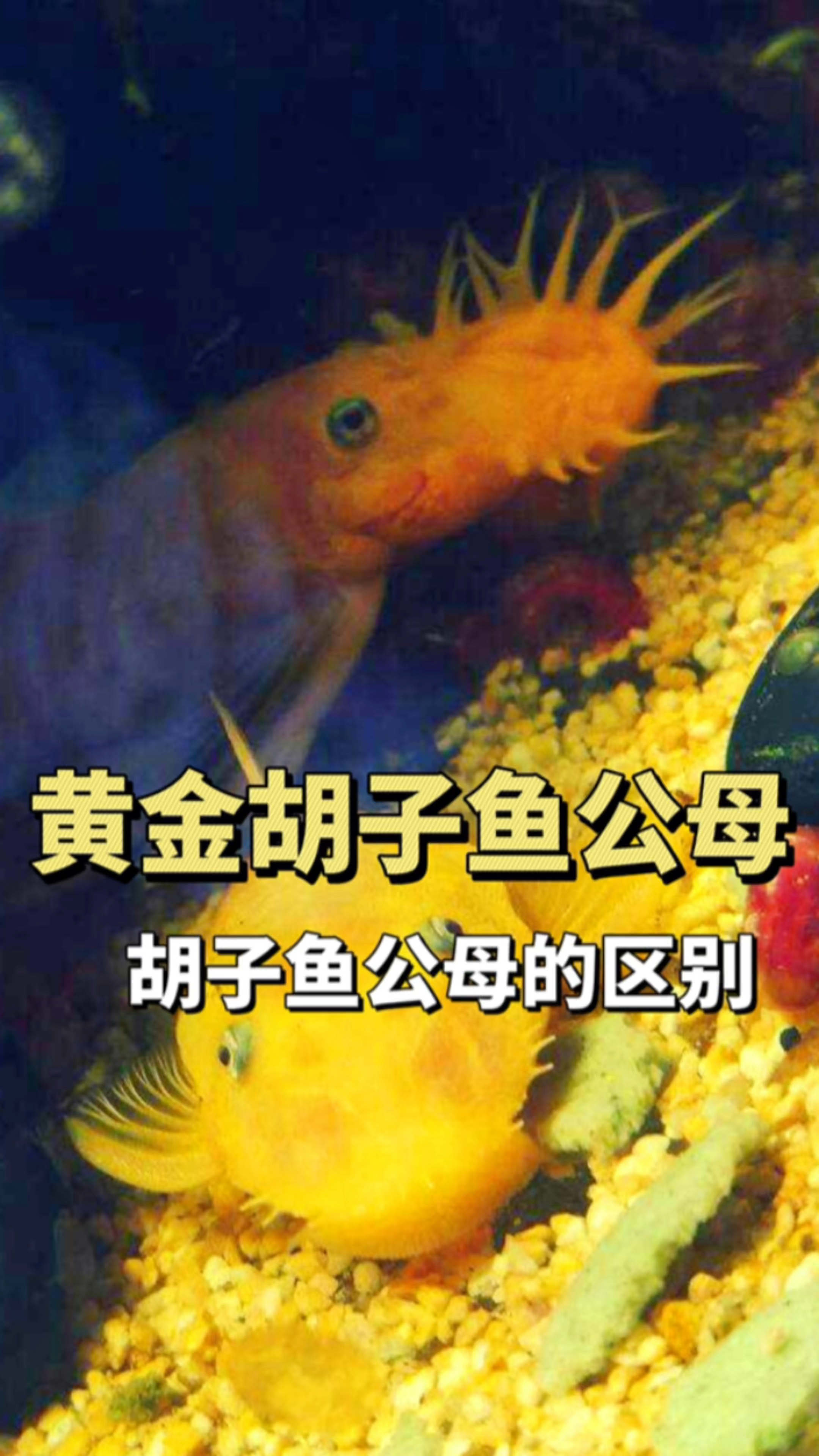 黄金胡子鱼怎么判断公母？