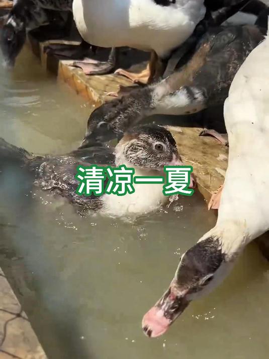 嘎嘎嘎！鸭子们的饮水大作战，看完心情都变好了！#小鸭子喝水萌翻了##萌鸭喝水日常#