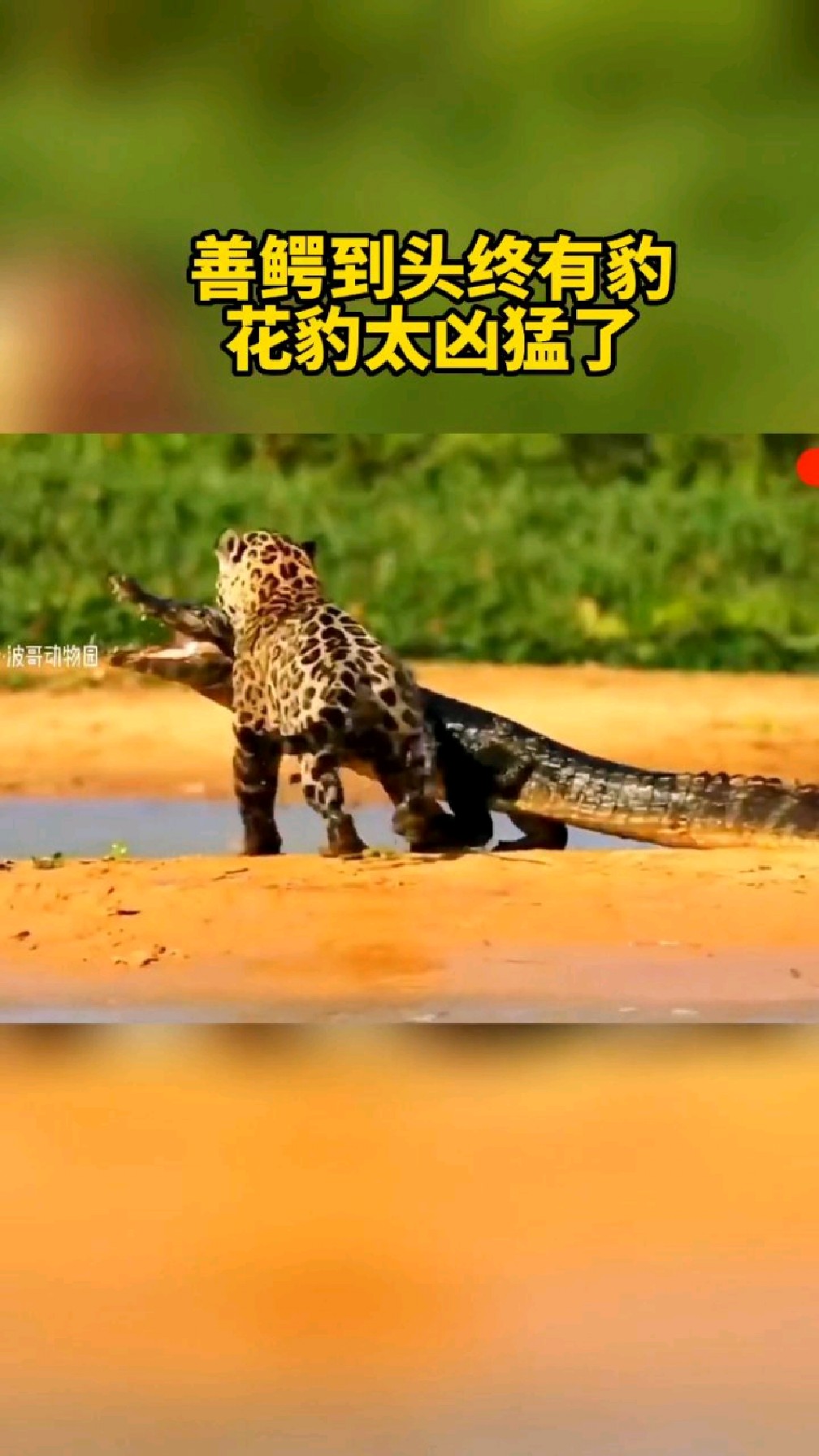 鳄鱼被猎豹咬住喉咙,死死挣扎也不管用