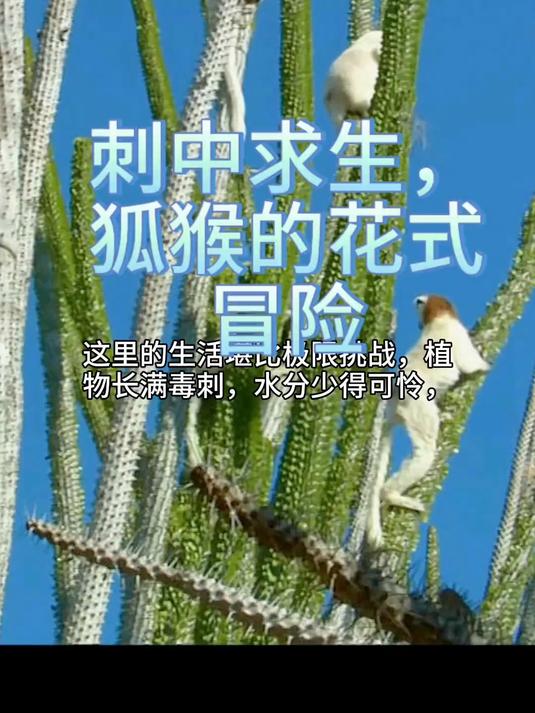 刺中求生，狐猴的花式冒险