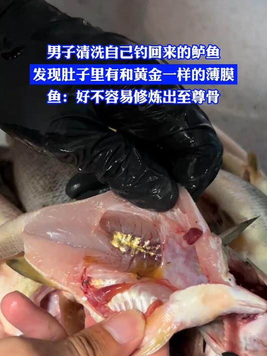 男子清洗自己钓回来的鲈鱼,发现肚子里有和黄金一样的薄膜