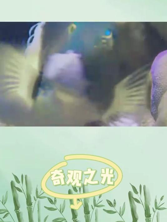 爱吃蛤蜊的鱼之《猪齿鱼》