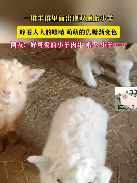 一堆羊群里面出现双胞胎小羊 网友:可爱小羊肉串 哦不 小羊……
