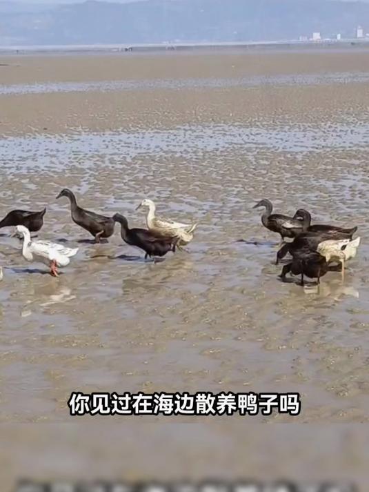 你见过在海边散养鸭子的吗 这样制作出来的咸鸭蛋健康美味